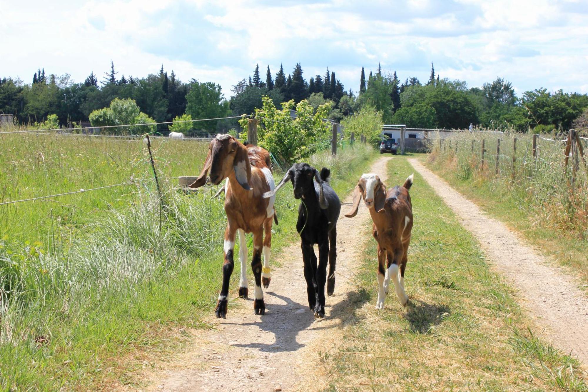Lobilum En Camargue Villa Saint-Martin-de-Crau Luaran gambar