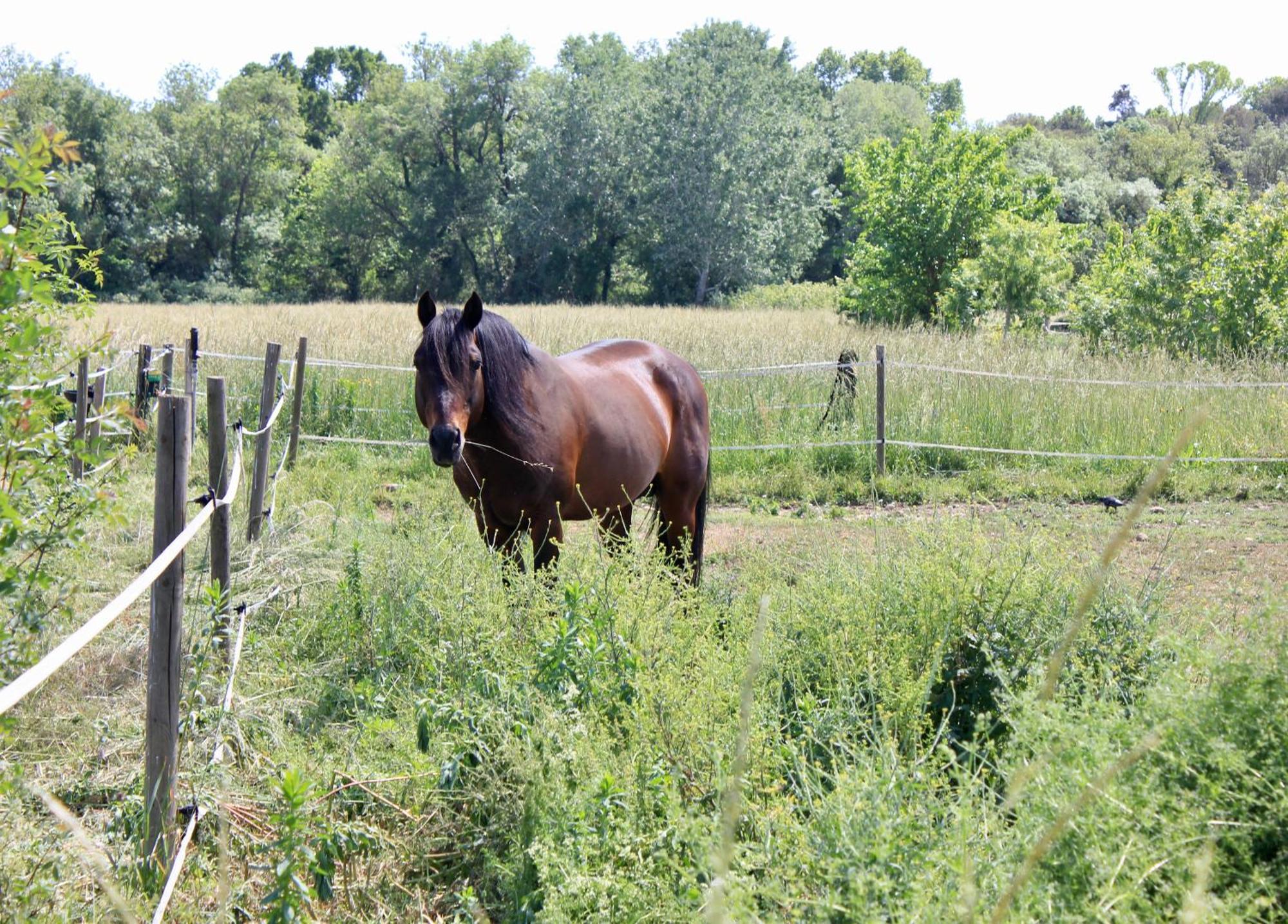 Lobilum En Camargue Villa Saint-Martin-de-Crau Luaran gambar